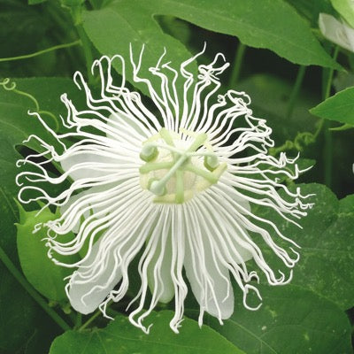 Passionflower 'Snowpop' (Passiflora incarnata)