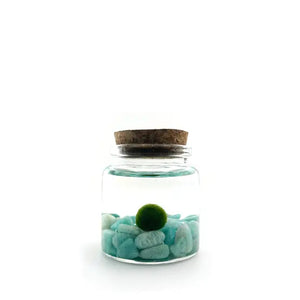 Moss Amigo (Pet Marimo Balls - Aegagropila linnaei) - SymbiOp Garden Shop