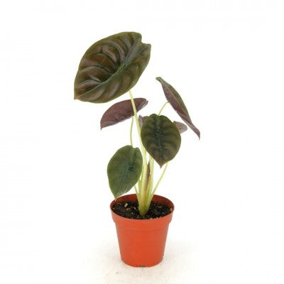 Alocasia cuprea 'Red' (Jewel Alocasia)