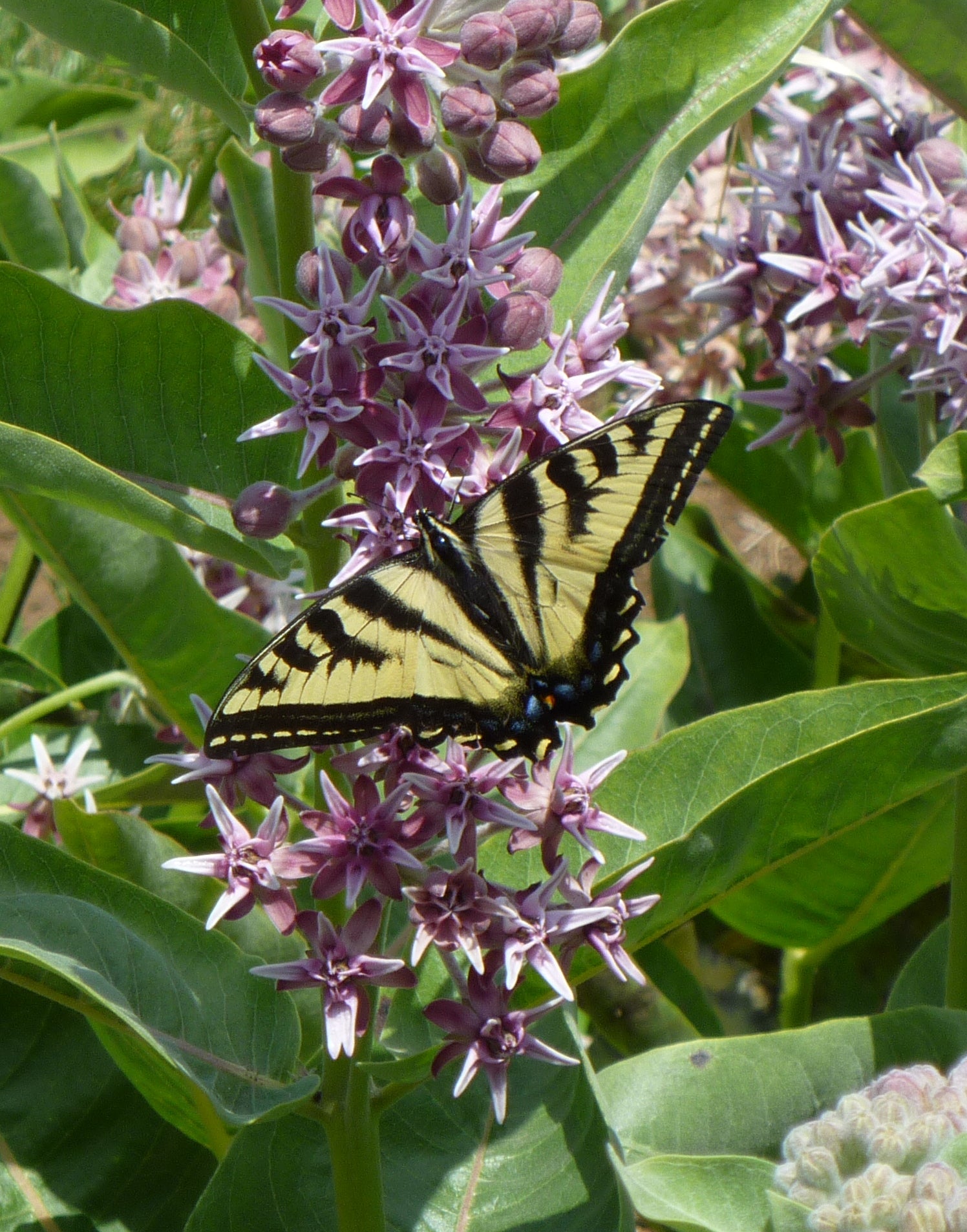 Monarch Waystation Native Seed Mix HS