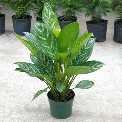 Aglaonema 'Stripes' (Chinese Evergreen)