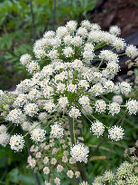 Angelica arguta (Sharptooth angelica)