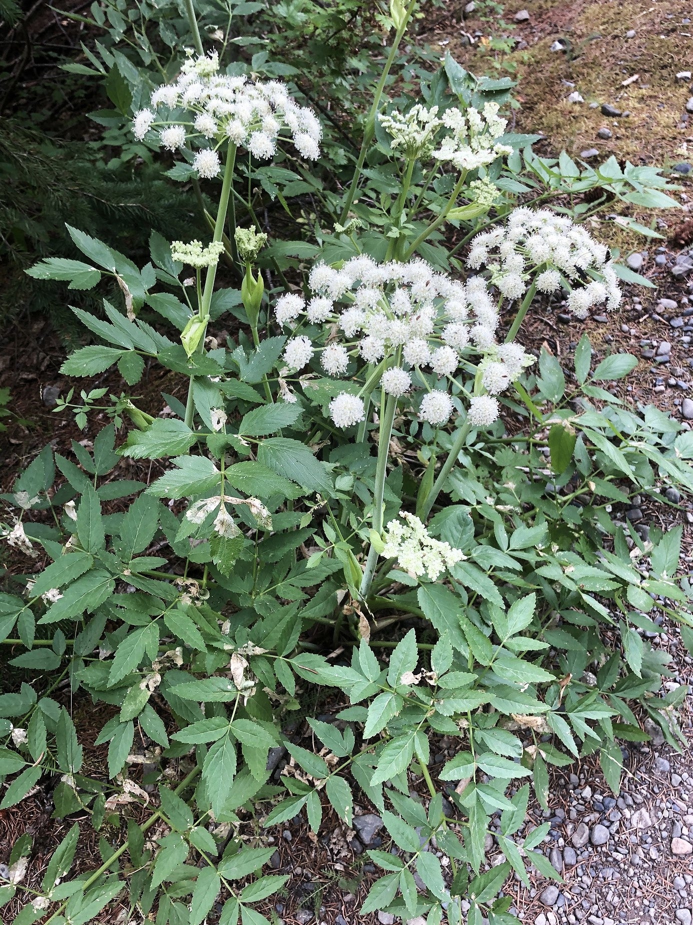 Angelica arguta (Sharptooth angelica)