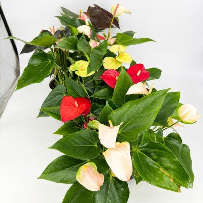 anthurium assorted Anthurium Flowering assorted (Flamingo Flower)