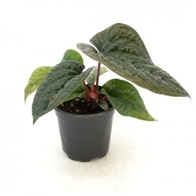 Anthurium radicans luxurians (Quilted Heart)