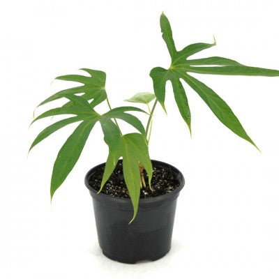 Anthurium pedatoradiatum 'Fingers' (Anthurium)