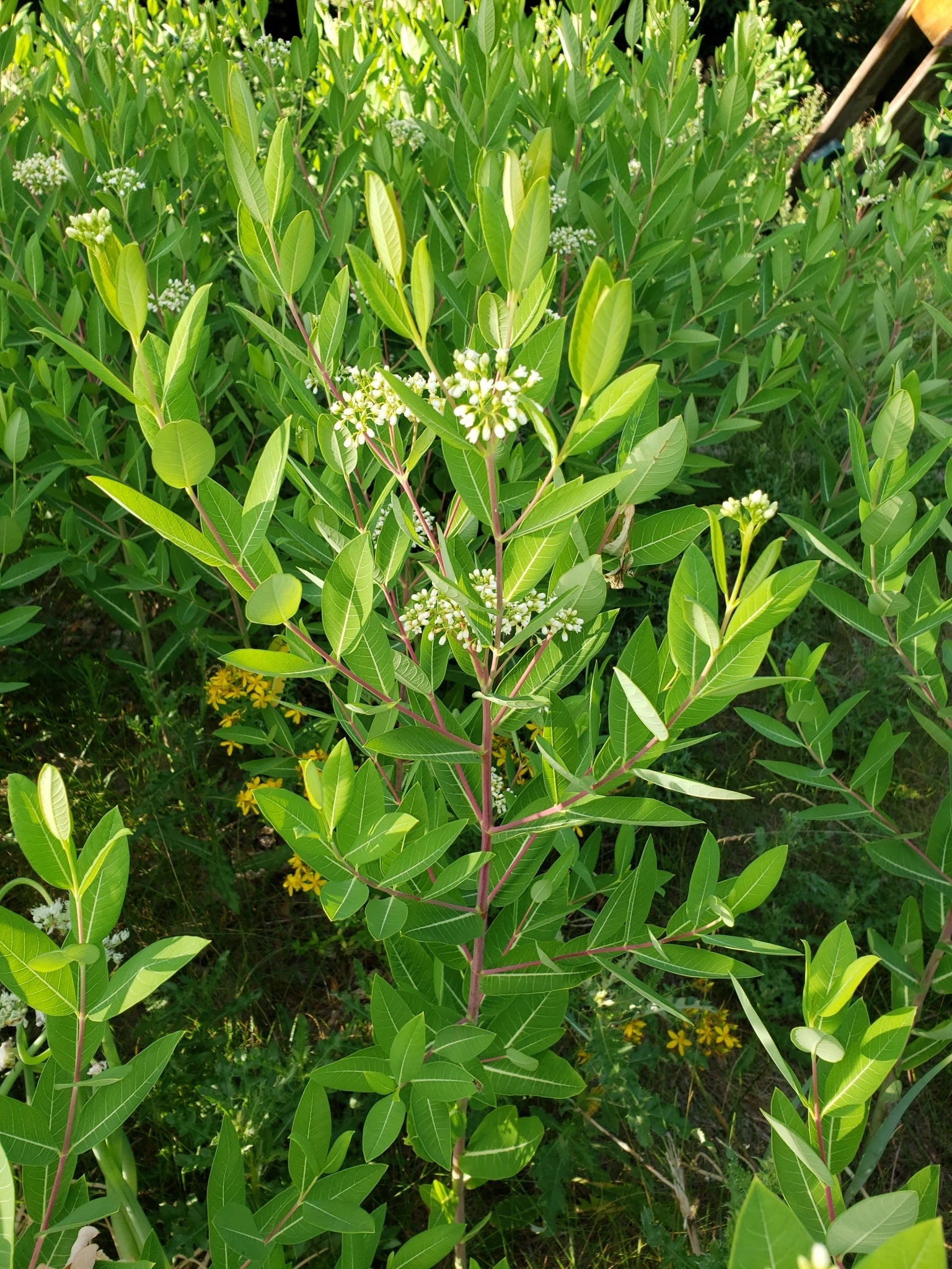 Apocynum cannabinum (Hemp Dogbane)