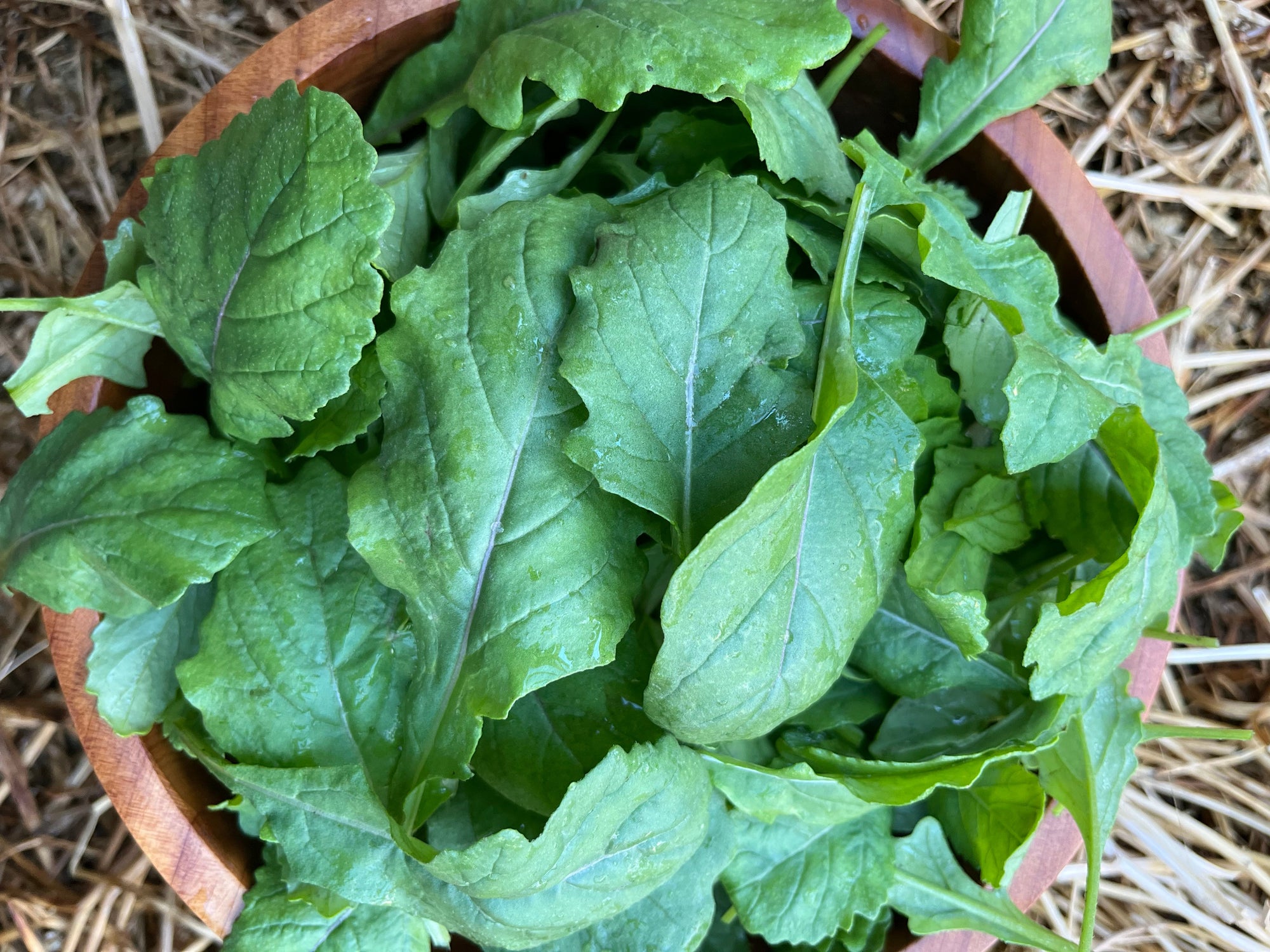 Arugula 'Wasabi' (Diplotaxis erucoides) - Seed SRC