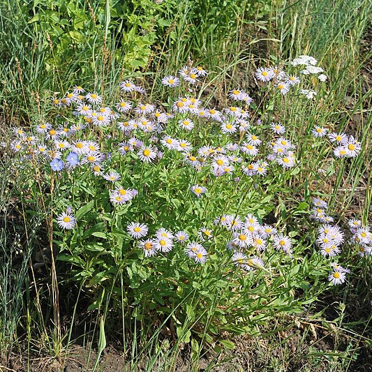 A blooming aspen fleabane. The shrub-like plant has small green leaves with a flower on top of each stem. Flowers are light purple with yellow centers, resembling daisies.
