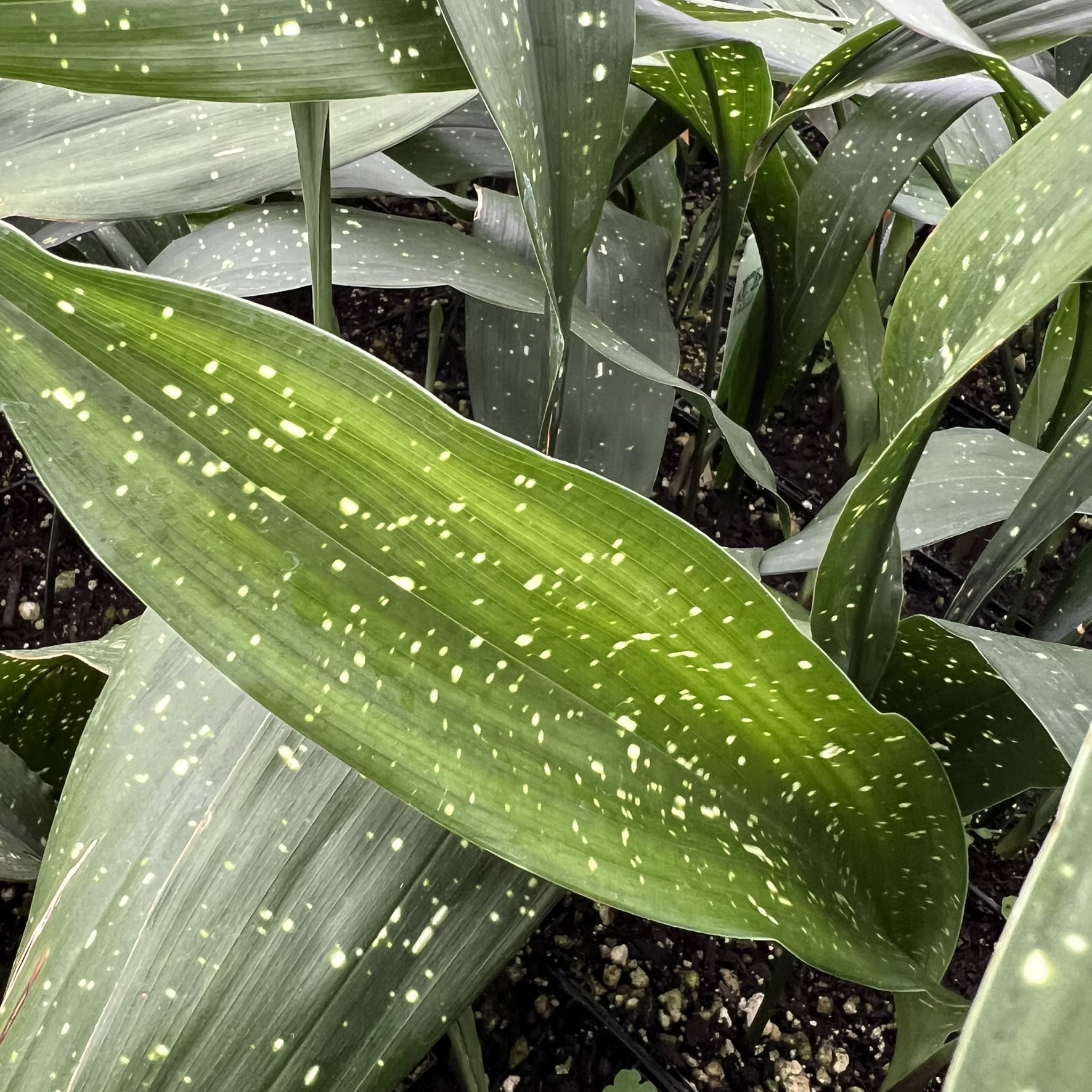Aspidistra elatior ‘Milky Way’ (Cast Iron Plant)
