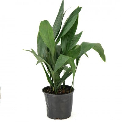 Aspidistra elatior (Cast Iron Plant)