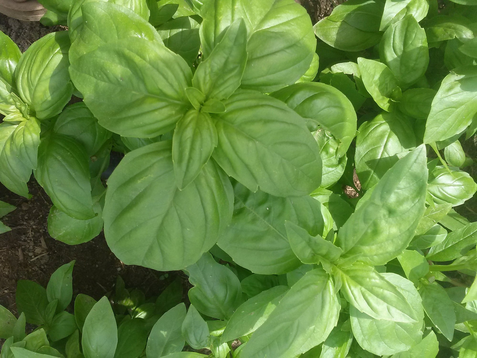Basil 'Genovese' (Ocimum basilicum) - Seed SRC