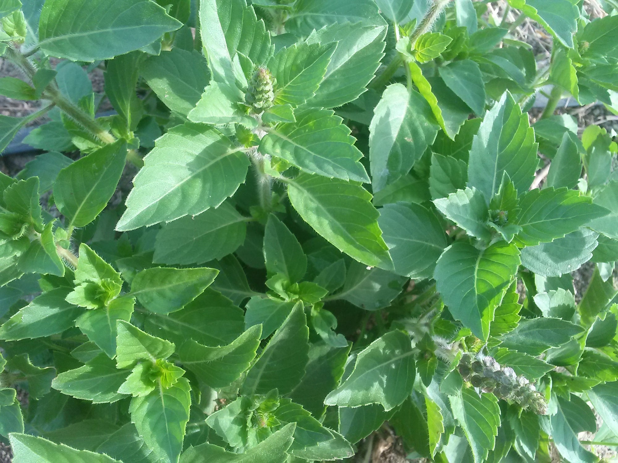 Tulsi 'Rama' (Ocimum tenuiflorum) - Seed SRC