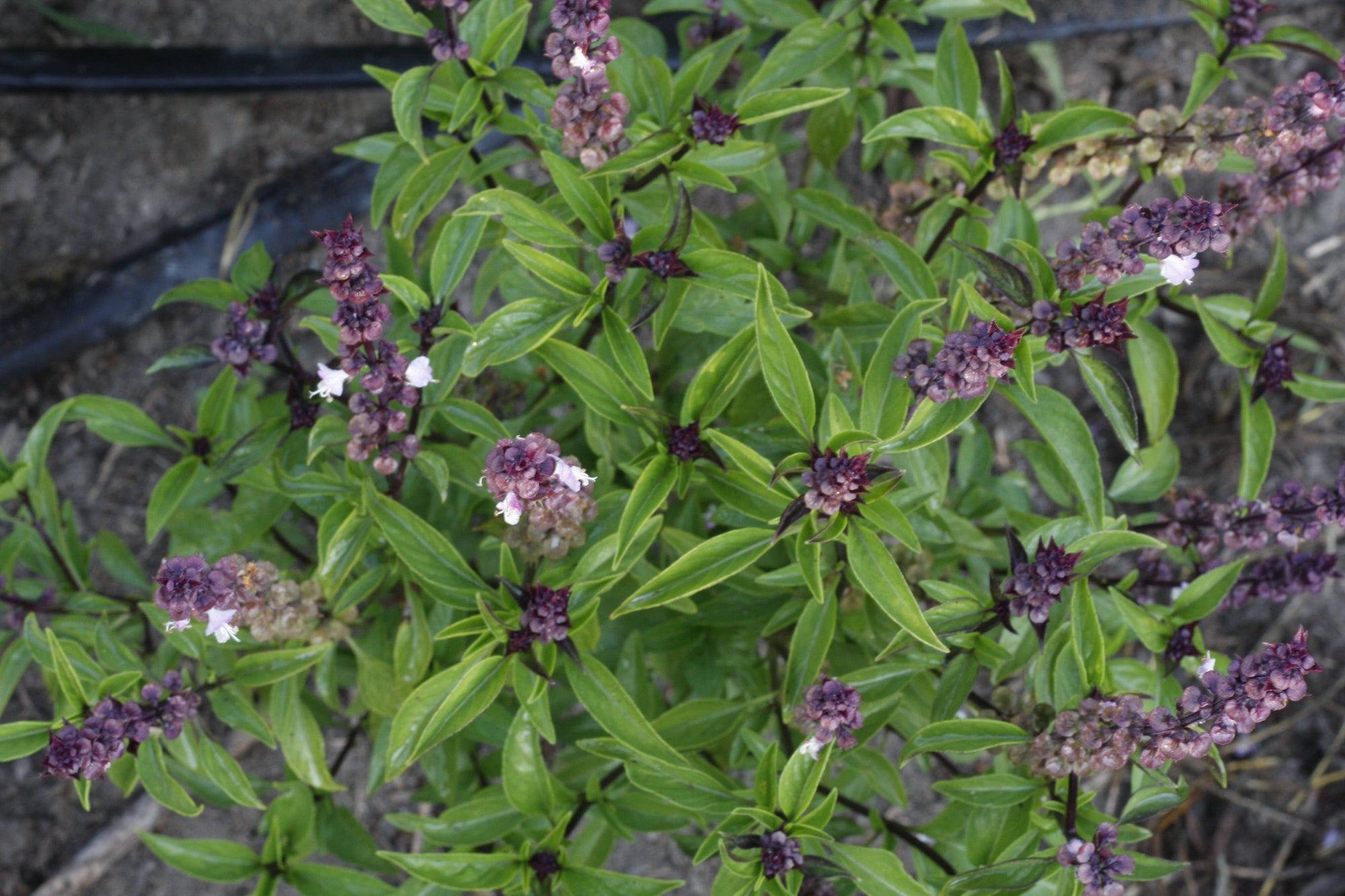 Basil 'Thai' - Seed SRC