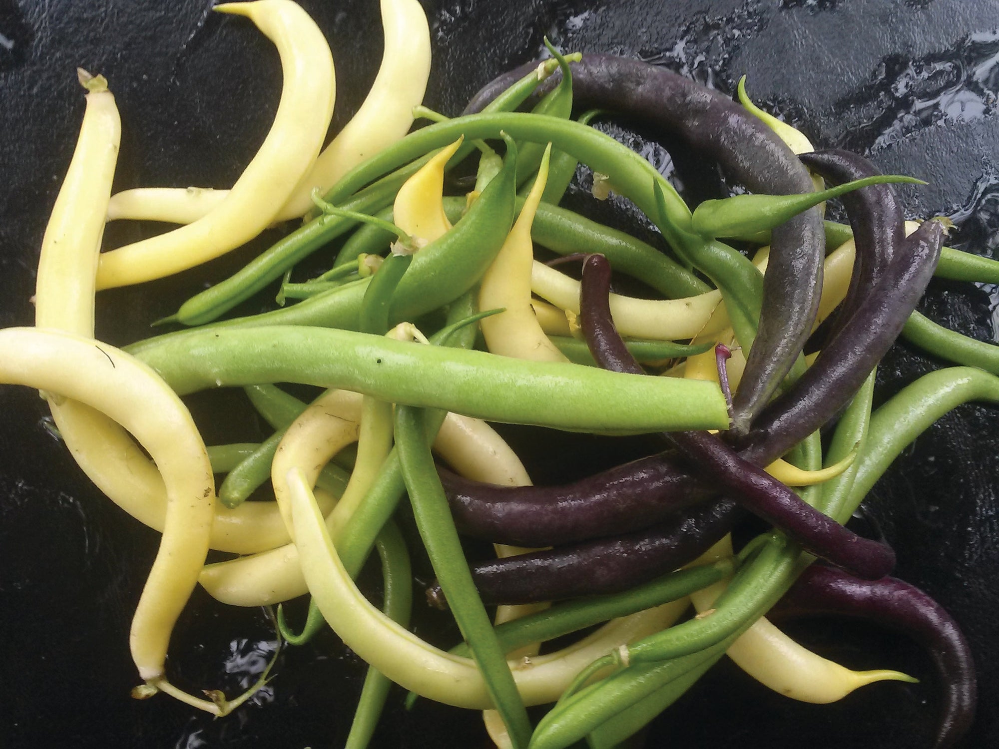 Bean, Magic Mix - Seed SRC