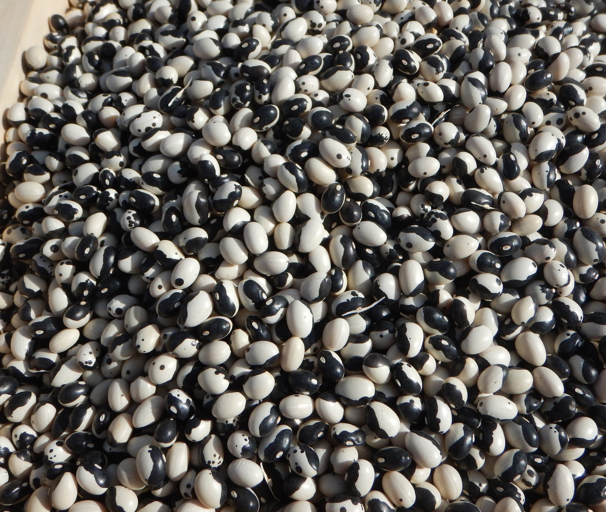 Beans 'Calypso' (Phaseolus vulgaris) - Seed SRC