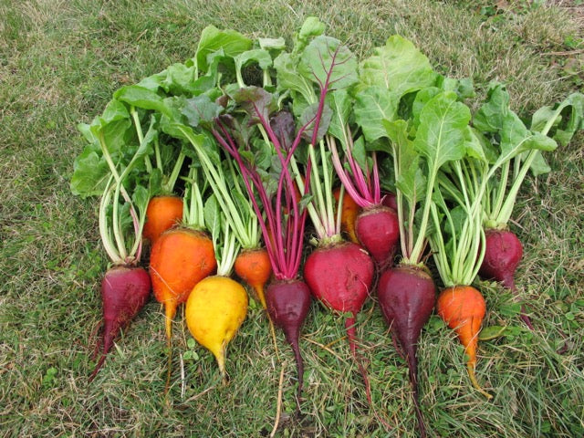 Beet 3 Root Grex - Seed SRC