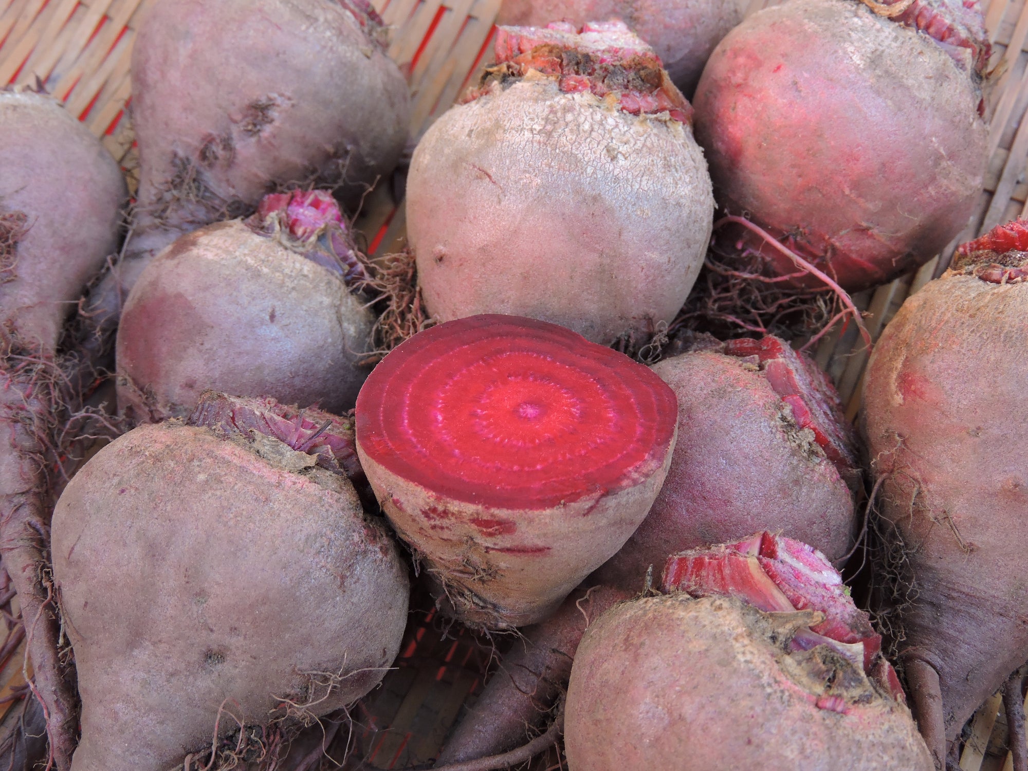 Beet 'Lutz Winterkeeper' (Beta vulgaris) - Seed SRC