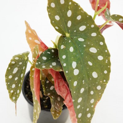 Begonia maculata (Polka Dot Begonia)