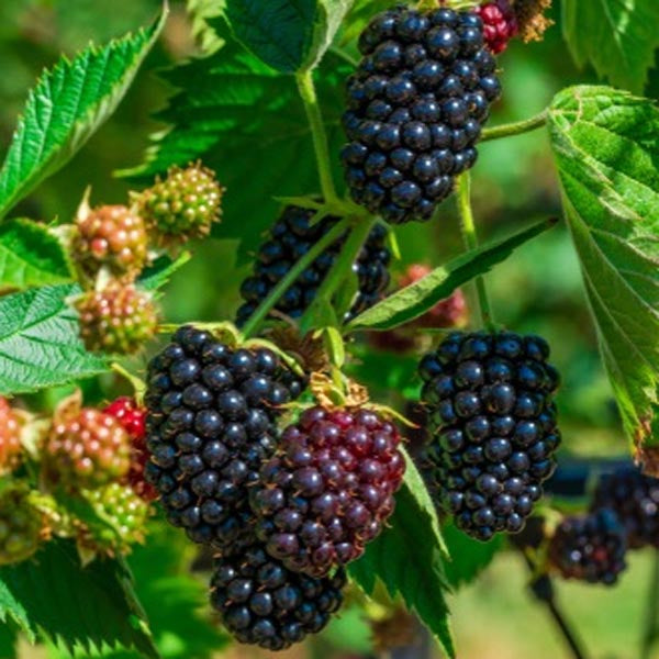 Blackberries on a branch with green leaves