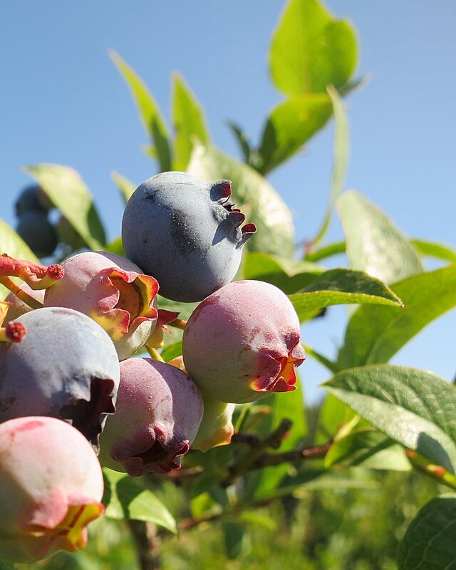 Blueberry 'Sweetheart' (Vaccinium corymbosum)