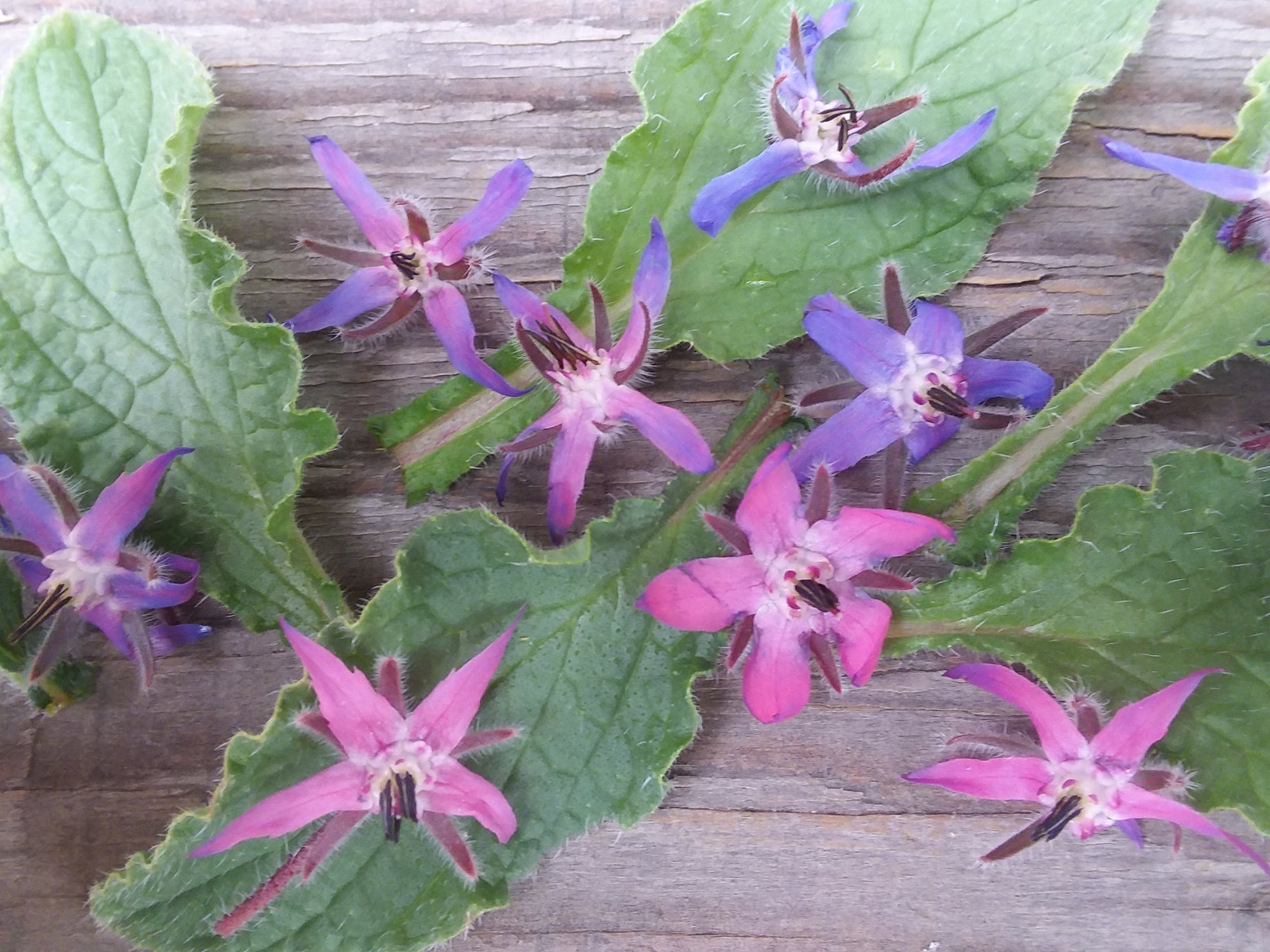 Borage (Borago officinalis) - Seed SRC