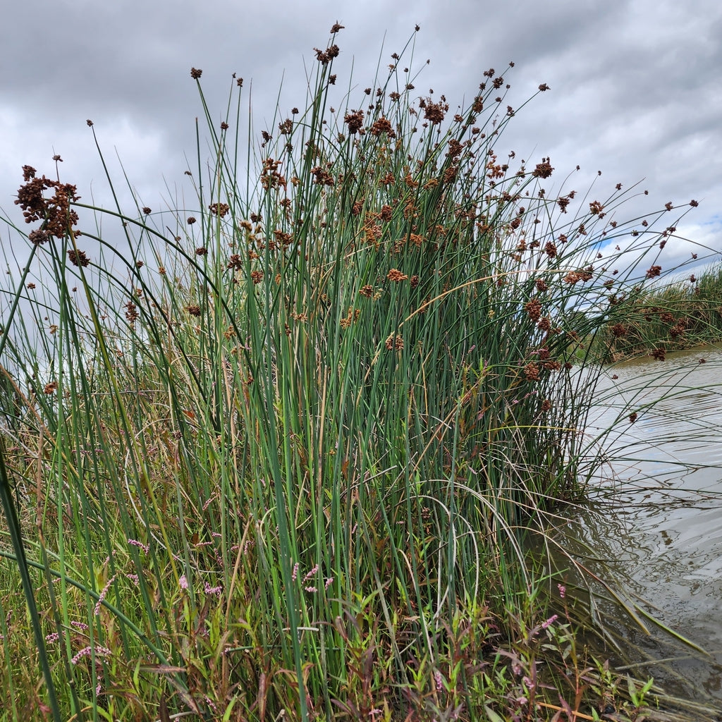 Schoenoplectus tabernaemontani (Soft Stem Bullrush)