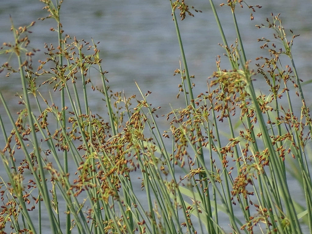 Schoenoplectus tabernaemontani (Soft Stem Bullrush)