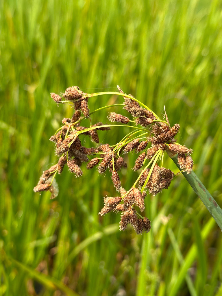 Schoenoplectus tabernaemontani (Soft Stem Bullrush)