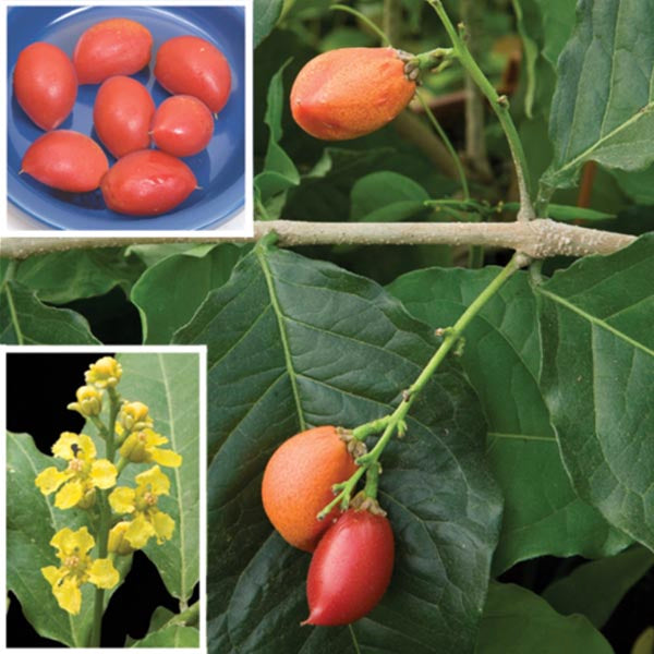 Peanut Butter Fruit Plant (Bunchosia glandulifera)