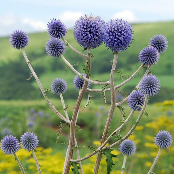 Globe thistle (Echinops ritro)
