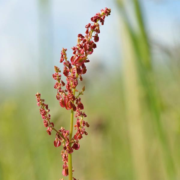 Garden Sorrel (Rumex acetosa)
