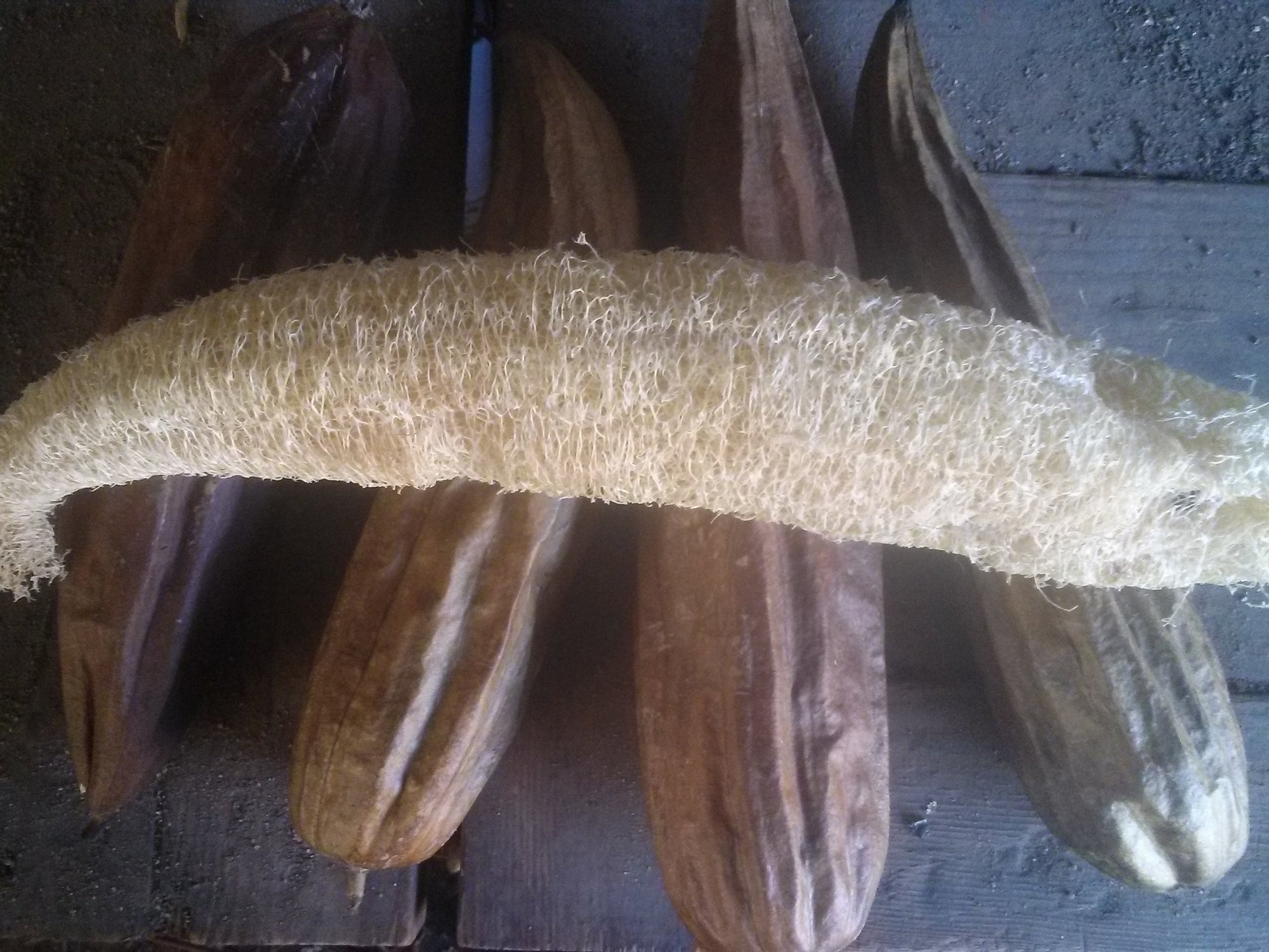 Gourd 'Luffa' (Luffa aegyptiaca) - Seed SRC
