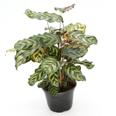 Calathea makoyana (Peacock Prayer Plant)