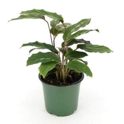 Calathea 'Misto' (Prayer Plant)