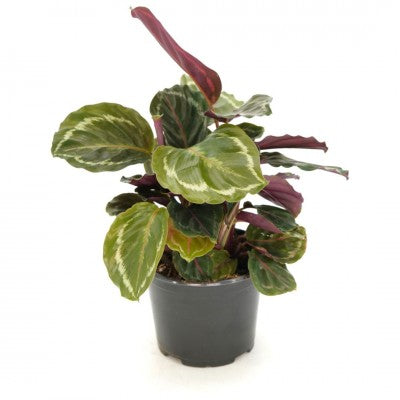 Calathea roseopicta 'Medallion' (Prayer Plant)