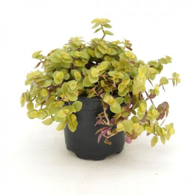 Callisia repens (Turtle Vine)