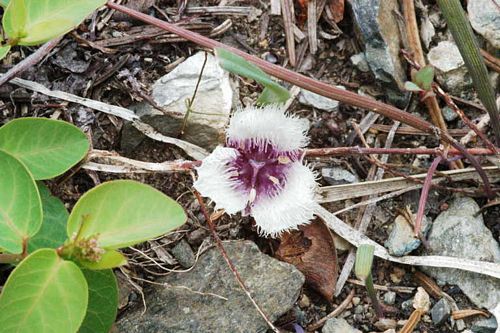 Calochortus tolmiei (Tolmie's Cats Ear/Star-Tulip) Seed Packet WW