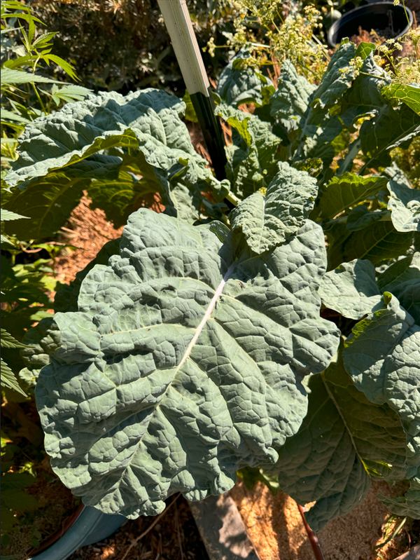 Perennial Tree Kale 'Bullocks' (Brassica sp) - SymbiOp Garden Shop