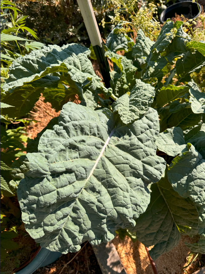 Perennial Tree Kale 'Bullocks' (Brassica sp)