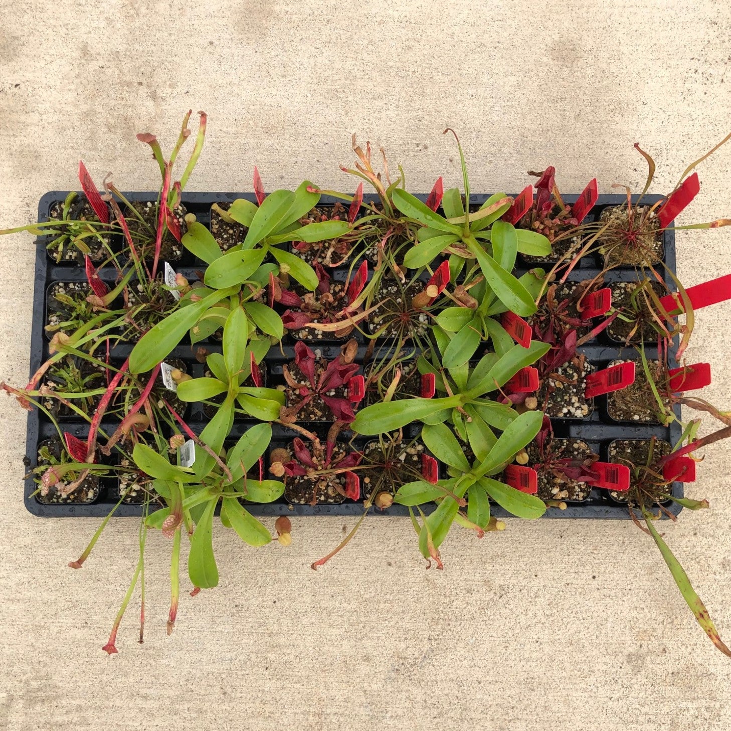 Assorted Carnivorous Plant