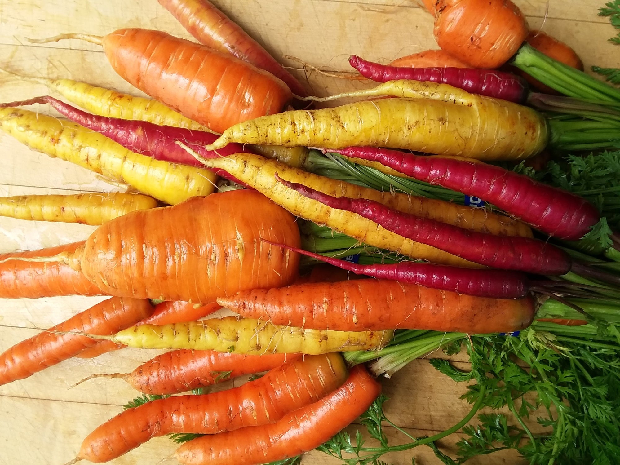 Carrot 'Rainbow mix for human rights!' (Daucus carota) - Seed SRC