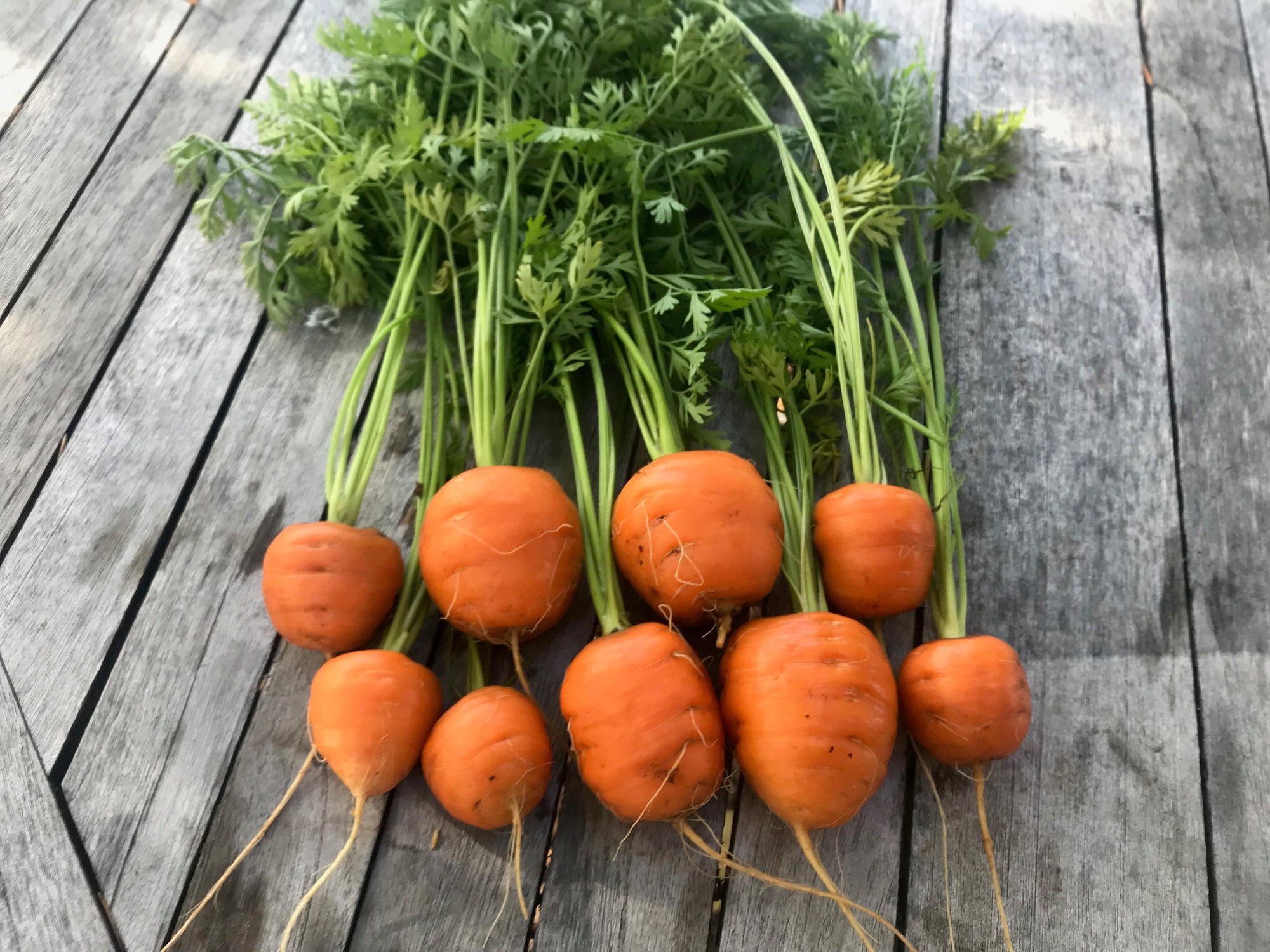 Carrot 'Tonda Di Parigi' (Daucus carota) - Seed SRC
