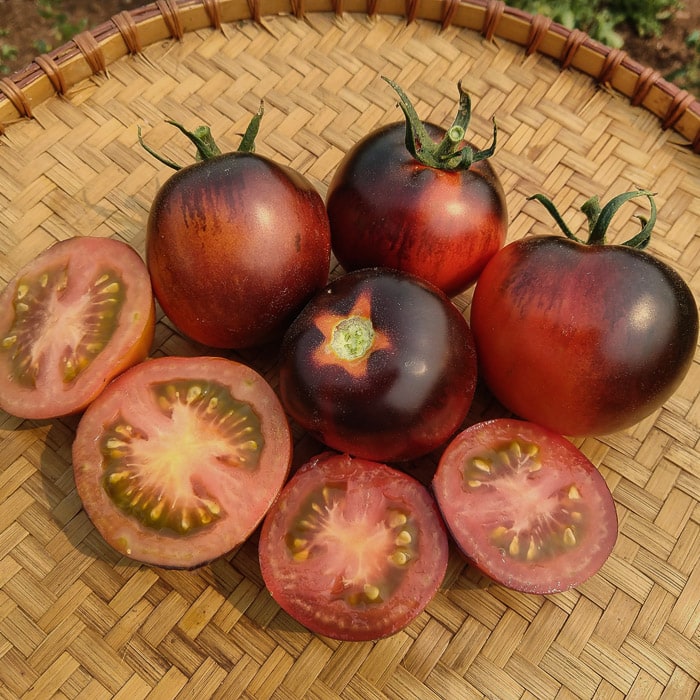 Tomato 'Cascade Village Blue' (Solanum lycopersicum) - Seed AS