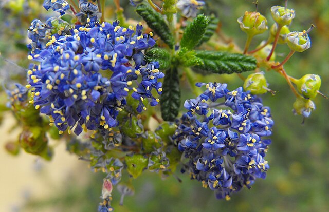 Ceanothus 'Dark Star' (Ceanothus impressus x papillosus)