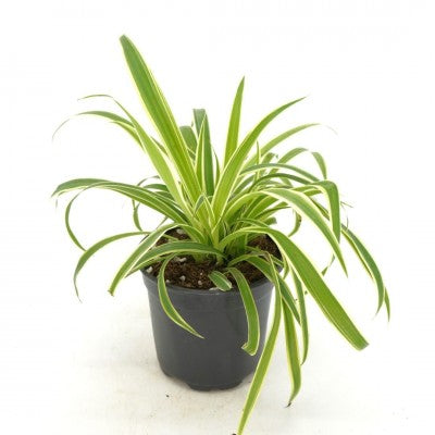 ocean spider plant Chlorophytum comosum 'Ocean' (Spider Plant)