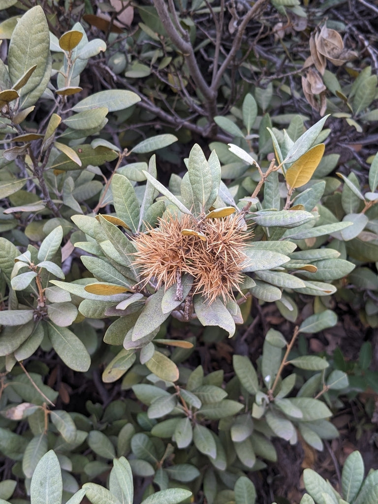 Chrysolepis sempervirens (Bush Chinquapin)