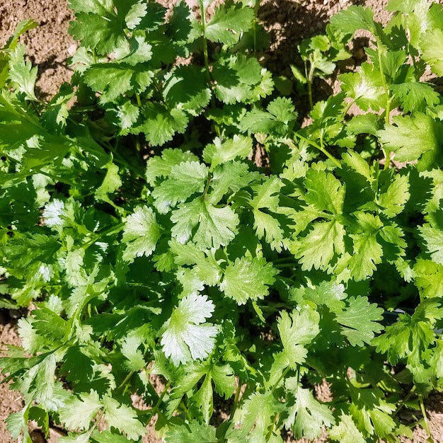 Cilantro 'Caribe' (Coriandrum sativum) - Seed SS