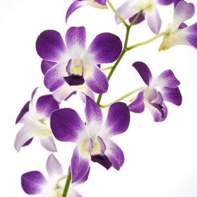 Dendrobium phalaenopsis Orchid (Cooktown Orchid)