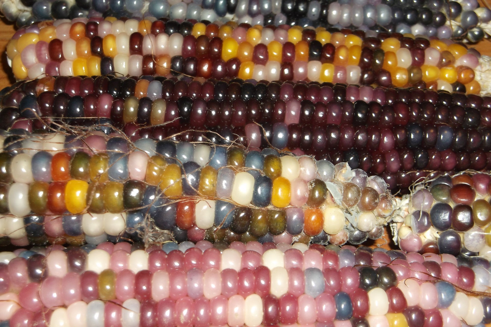 Corn 'Glass Gem' (Zea mays) - Seed SRC